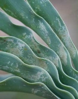 Photo courtesy of www.proteusinitiative.org