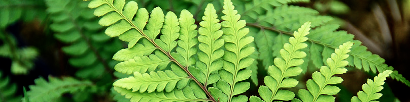 ferns
