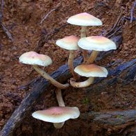 Photo by Lorraine Phelan at Flickr.com